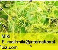 Semen Cuscutae Extract