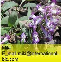 Corydalis Yanhusuo W. T. Wang Extract