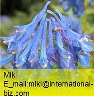 Latin Name: Corydalis yanhusuo W.T.Wang