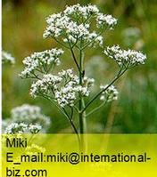 Valerian Extract