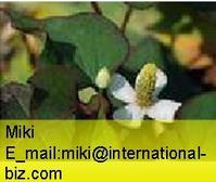 Houttuynia Extract 