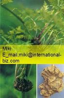 Lovage Extract
