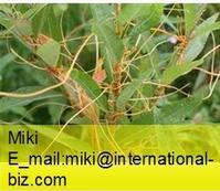 dodder extract