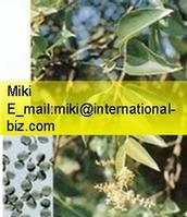 Glossy Privet Fruit Extract 