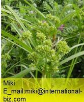 flatsedge extract
