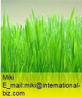 Wheat Grass Extract 