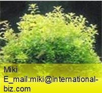 Herba Speranskiae Tuberculatae