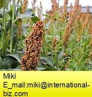 Sorghum Red