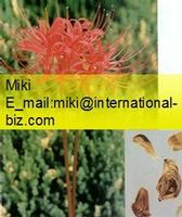 Lycoris Radiata Herb Extract 