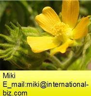 Malva Verticillata Extract 