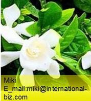 Gardenia Green