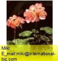 Geranium Extract
