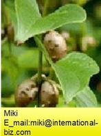 Wild Yam P.E