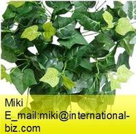 Ivy Leaf Extract