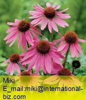 Echinacea Purpurea Herb Extract