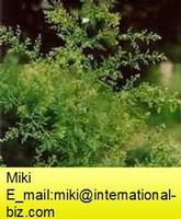 Sweet Wormwood Extract 