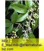 Chaste Berry Extract
