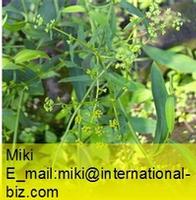 Bupleurum Extract 