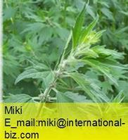 Motherwort Extract