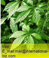 Gynostemma Extract 