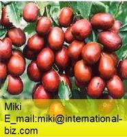Jujube extract