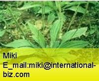 Plantain Extract
