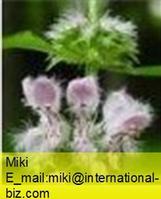 Motherwort extract 
