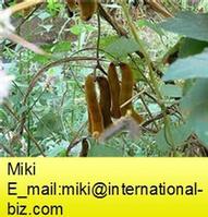 Mucuna Extract