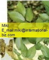 Eucommia Bark extract