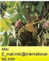 Kudzu Extract