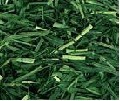 Dehydrates the big young wheat