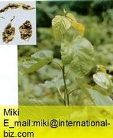 Mulberry Leaf Extract 