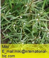 Hedyotis diffusa Extract 