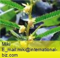 Cassia Nomame Extract 