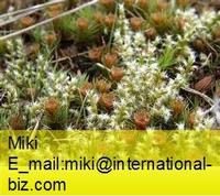 polytrichum moss extract