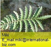 potentilla extract