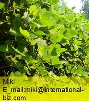 kudzu extract