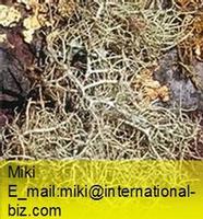 beard lichen extract