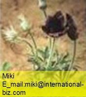  pulsatilla extract