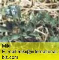 usnea longissima