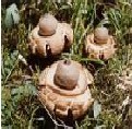 geastrum triplex