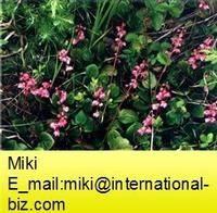 wintergreen extract