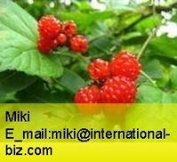 Palmleaf Raspberry Fruit P.E.