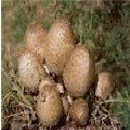 coprinus atramenarius