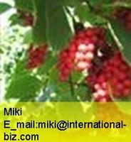 Chinese Magnoliavine Fruit P.E.