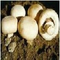 agaricus bisporus