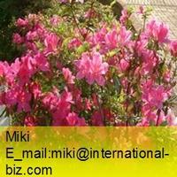 daurian rhododendron extract