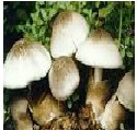 white mushroom extract 
