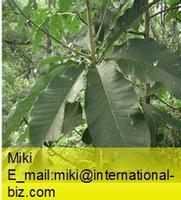 Magnolia Bark Extract 