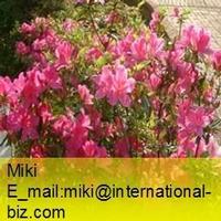 rhododendron extract